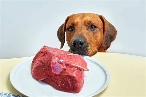 Is raw steak good for dogs. Things To Know About Is raw steak good for dogs. 